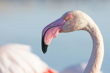 t&ecirc;te de flamant rose