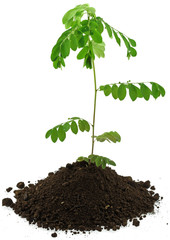 naissance jeune arbre fond blanc