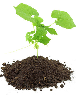 naissance jeune plante fond blanc