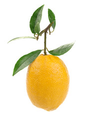 Lemon isolated on white background