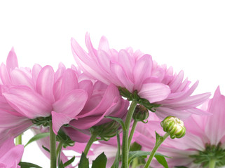 Chrysanthemum