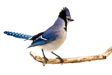 a bluejay surveying the area while standing on a branch