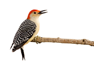 profile of red-bellied woodpecker with beak open - obrazy, fototapety, plakaty