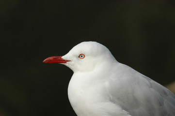 Sea Birds