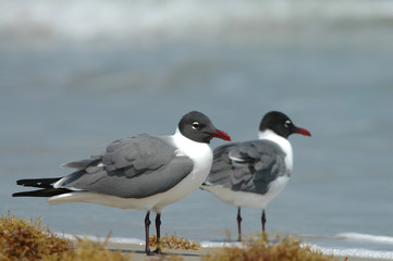 South Padre Island Wildlife