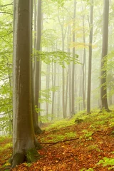 Foto op Plexiglas Picturesque autumn beech forest in the fog © Aniszewski