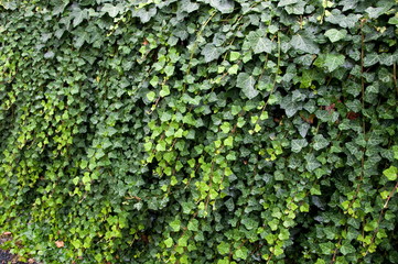Green wall