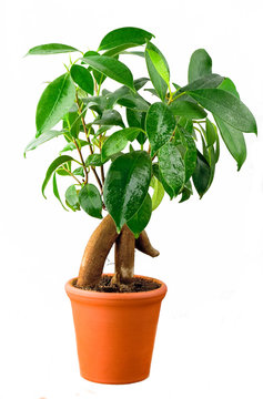 Bonsai Ficus Tree With Water drops isolated