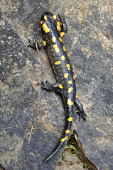 Feuersalamander Eidechse