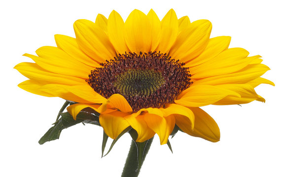 girasole