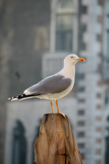 seagull
