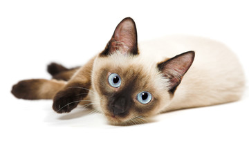 Siamese cat