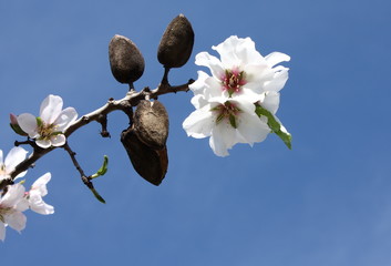flor y fruto de almendro
