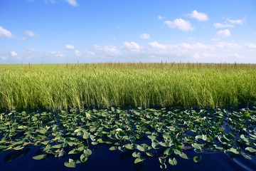 Blue sky in Florida Everglades wetlands , nature