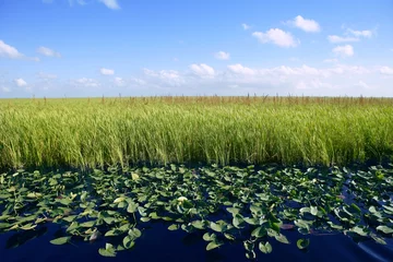 Papier Peint photo Lavable Parc naturel Ciel bleu dans les zones humides des Everglades en Floride, nature