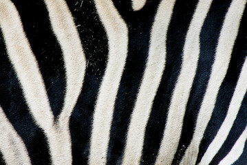 Fototapeta na wymiar Zebra skóry