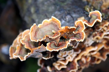 Striegeliger Schichtpilz