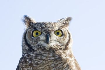 eurasian eagle owl