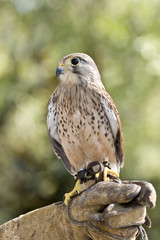 eurasian kestrel