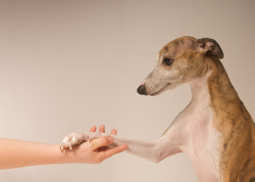 Whippet gibt Pf&ouml;tchen