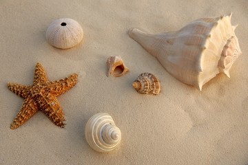 Fototapeta na wymiar Caribbean beach sand with sea shells and starfish, texture