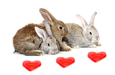 Curious young rabbits