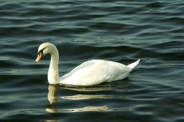 Fototapeta premium Schwan