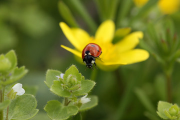ladybird on flower