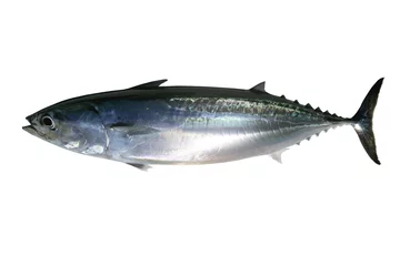 Zelfklevend Fotobehang Auxis thazard zoutwater fregat tonijn © lunamarina