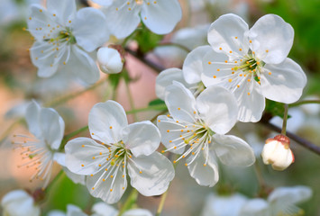 white blossoming cherry tree twig