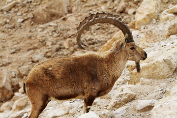 wild ram(nubian ibexes)