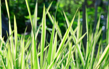 Carex plant (nature background)