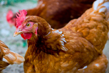Close up on an organically raised, free range chicken