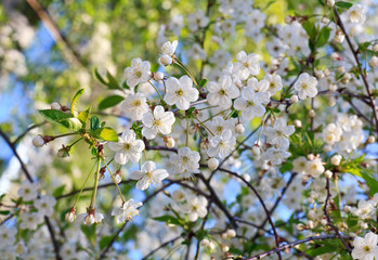 white blossoming cherry tree twig