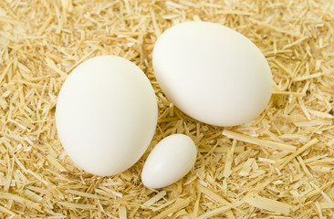 Cockatiel and Chicken Eggs