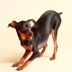 cute pinscher dog
