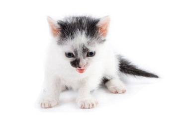 black and white kitten mewing