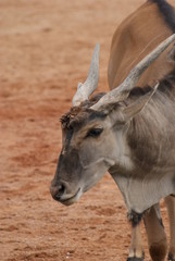 Common Waterbuck
