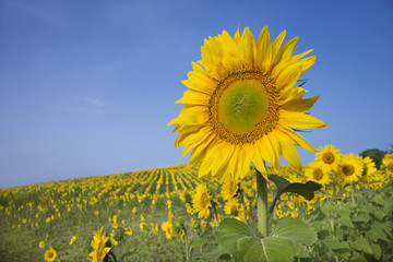 Sunflower in a Field