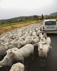Sheep and Car on Rural Road