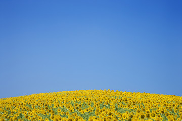 Fototapeta premium Sunflower Field