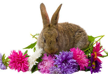 bunny and aster flowers
