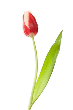 single red-white closed tulip