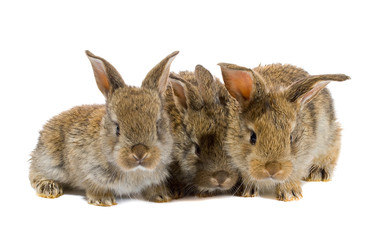 tree little rabbits isolated