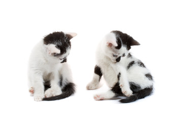 black and white kittens sitting