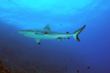 Fototapeta premium Black Tip Reef Shark