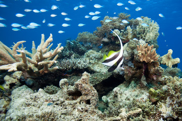 Obraz na płótnie Canvas Tropikalne ryby i rafy, Fiji