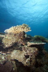 Naklejka na ściany i meble Coral, Fiji
