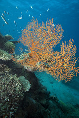 Coral, Fiji