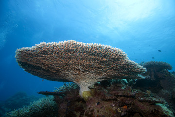 Coral, Fiji
